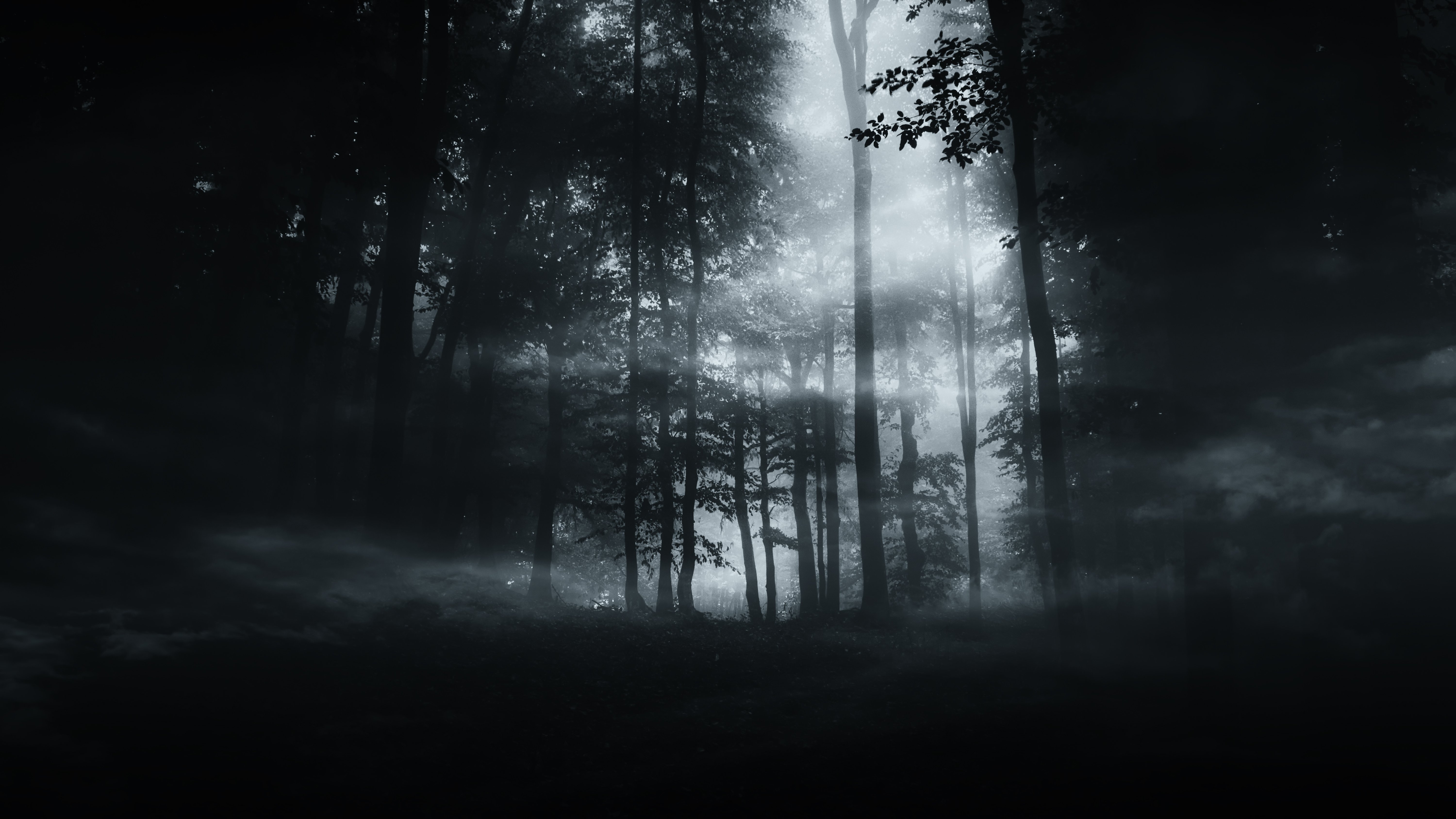 Dark scene. Готический лес. Ночной лес фон. Страшный лес на сцене. Туманный лес обои на айфон.