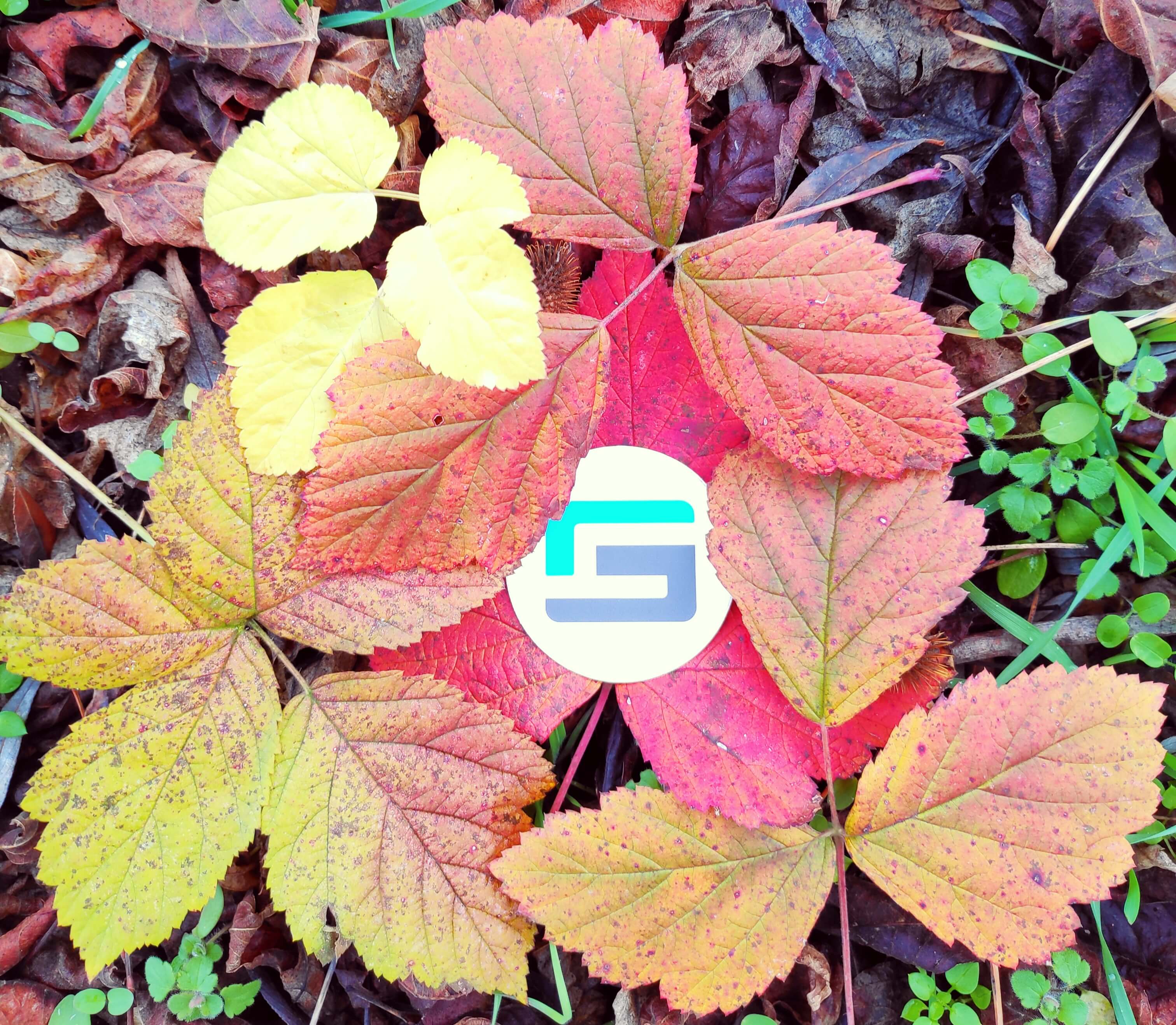 GroupSense_logo_in_nature